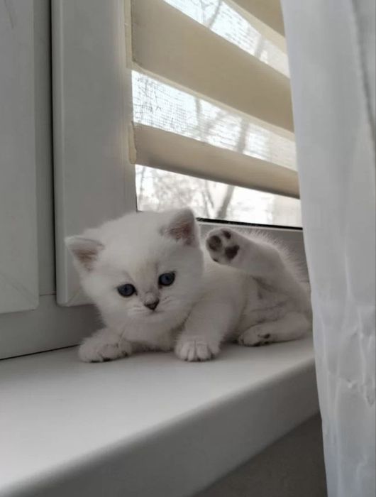 ВЯЗКА британский кот Серебристая Шиншила vyazka mushuk nasil olishga