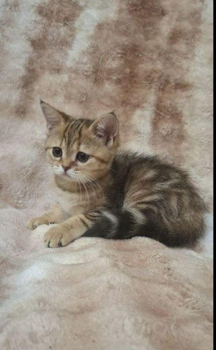 девочки скотиш страйт мраморная золотая шиншила