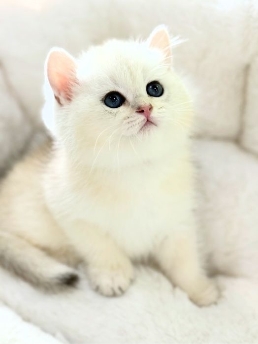 Британская серебристая шиншилла