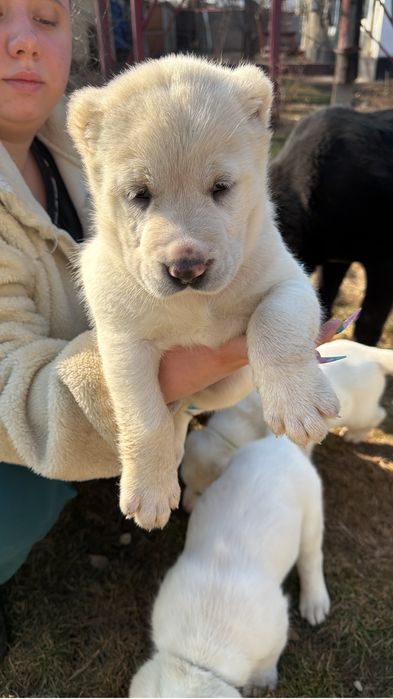 Продаются щенки алабай