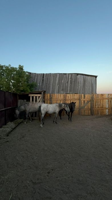 Продам байтал с откорма