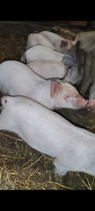 Поросята ландрасы