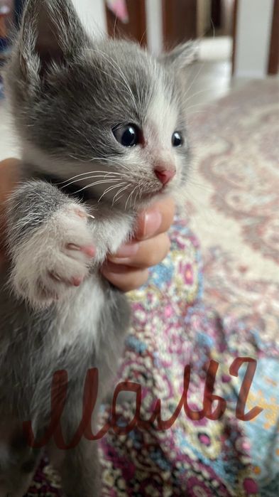 отдам котят даром в добрые руки