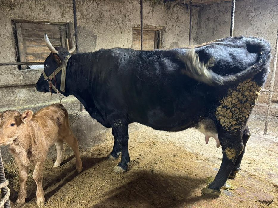 Карова из фермы продам