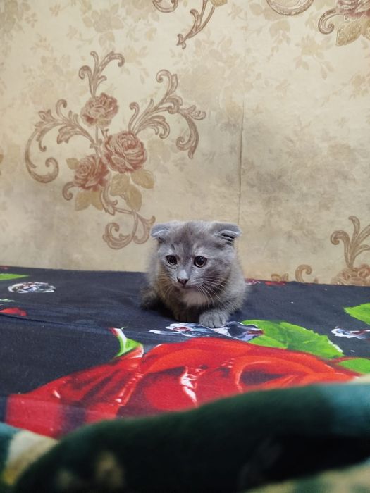 Вислоушка девочка