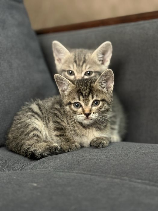 Отдам котят в добрые руки