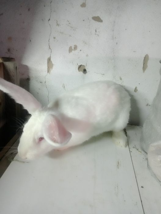 Срочно продам две кролчих