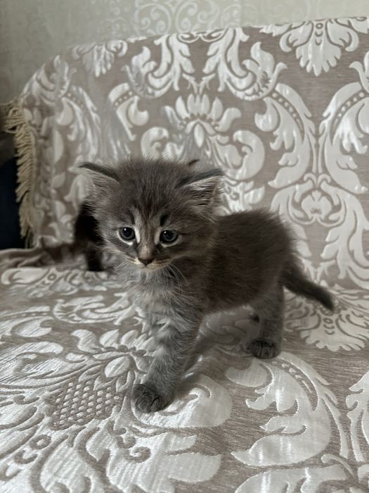 Отдам в добрые руки котят!