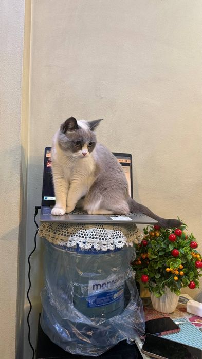 Пропала кошка зовут Алиса