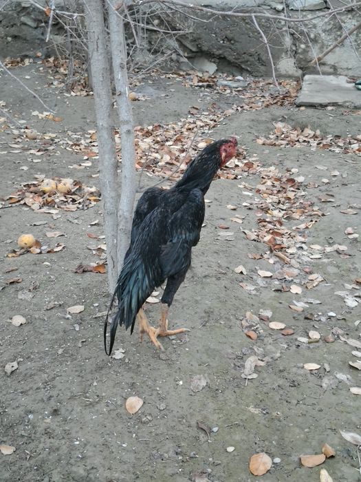 Хуроз сотилади 5 кг