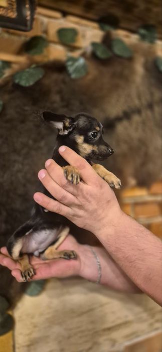 Пинчер 3 месеца момиче и момче