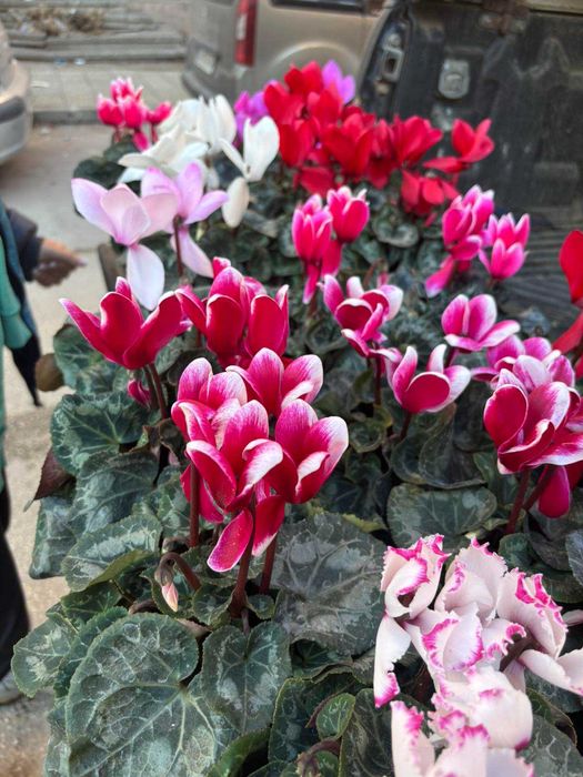 Циклама, зюмбюл, иглика