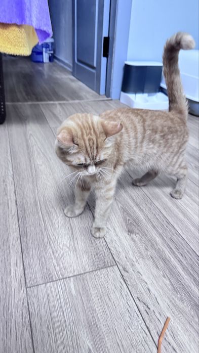 Отдам в добрые руки кота
