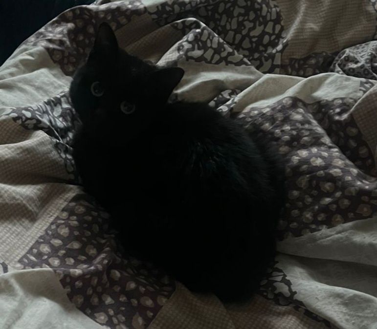 В добрые руки котёнка