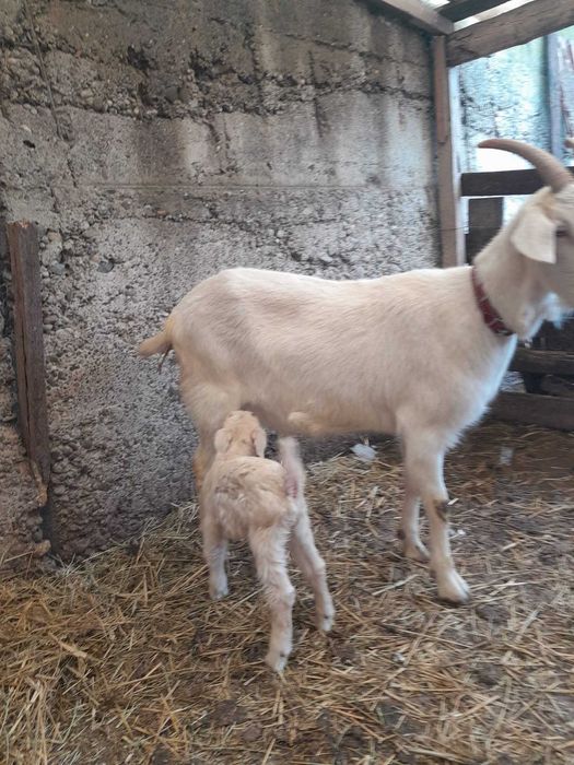 De vanzare capra sannen