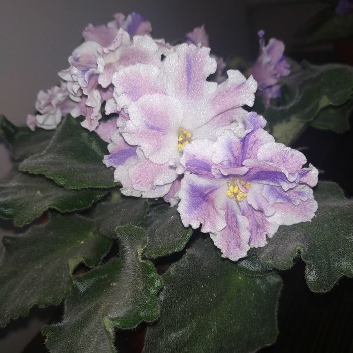 Фиалки разных сортов от 20000 до 25000