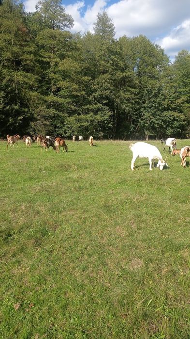 Vand 15 capre gestante cu tap anglonubian