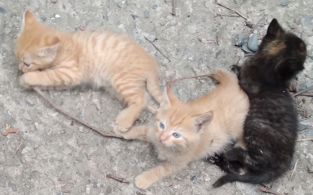 Котята рыжие мальчики