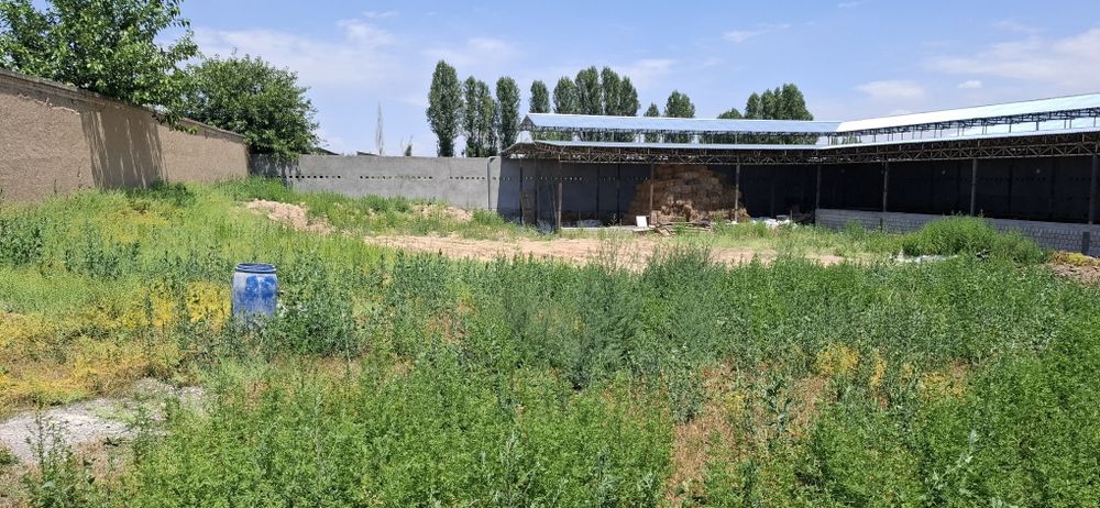 Ferma sotiladi 18 sotix