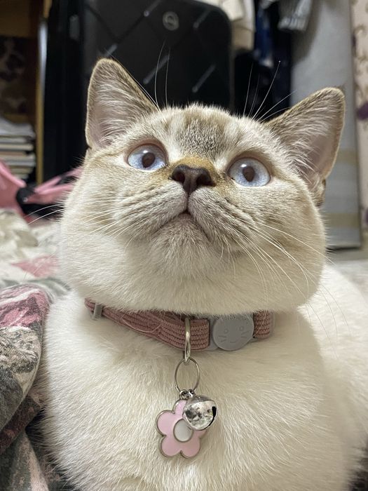 Вязка  ищем  кота