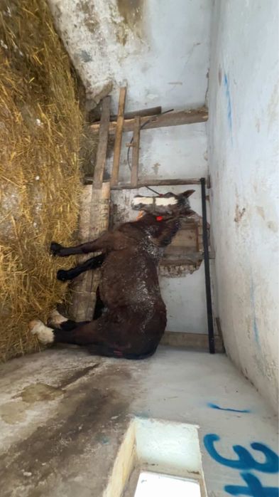 Manza de 8 luni de vanzare