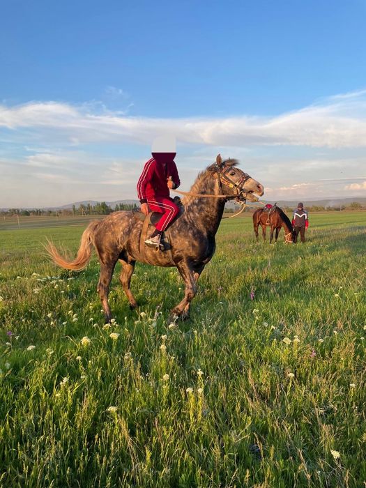 Айгыр Конь Рысак Кокпар
