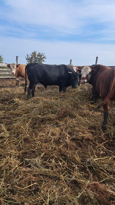 Быки двухлетки с откорма.