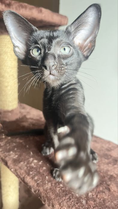 Ориентальный кот