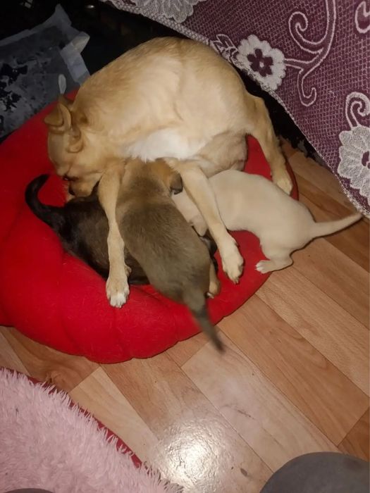 Продам щенка чихуахуа