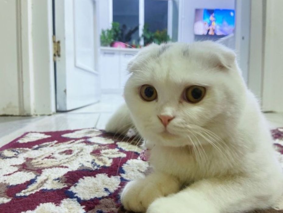 Чисто кровный чисто белый Скотиш Фолд на Вязку