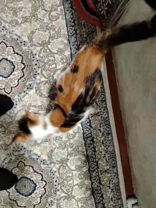 Damashni mushik berladi