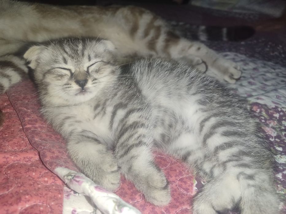 Срочно продается котёнок!