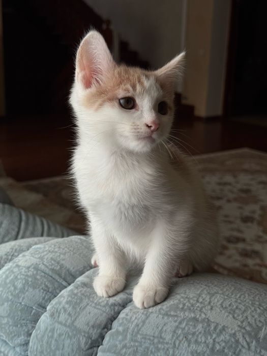 Котенок, кот, ищет добрые руки