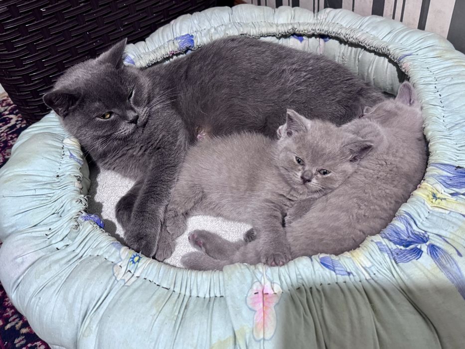 Британская короткошерстная