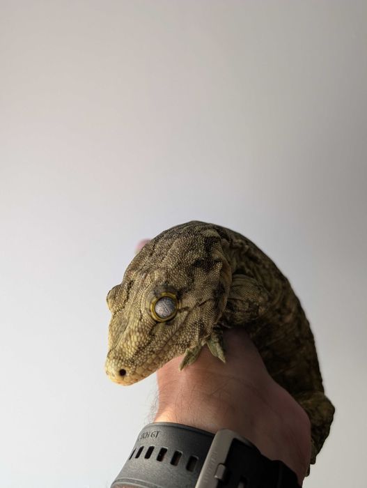 Leachianus gecko (Rhacodactylus leachianus, giant gecko)