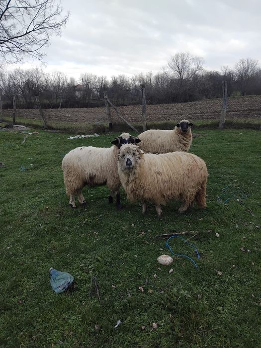 De vanzare oi si berbec