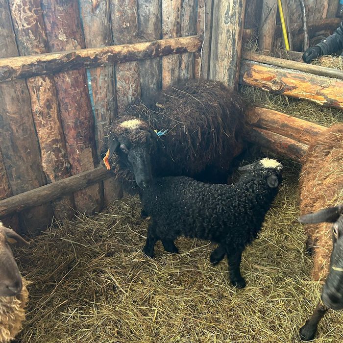 продается Бараны по сто