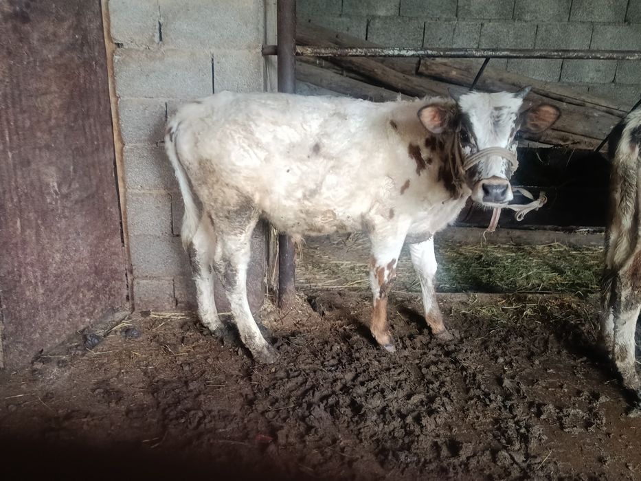 Буқалар сатылады