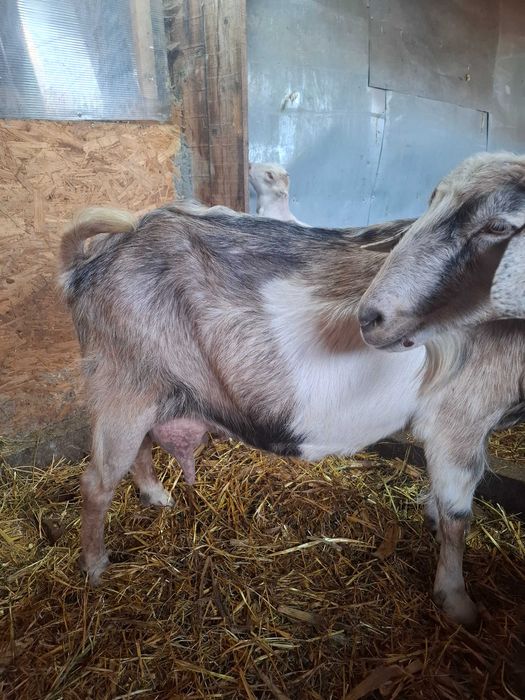 Vand o capra pt sacrificat