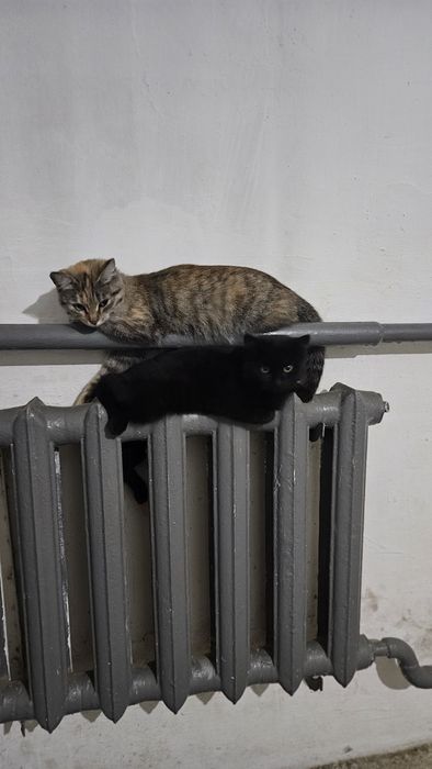 Отдам только в хорошие руки, две девочки