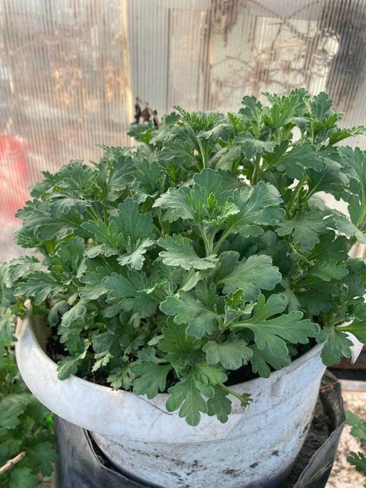 Хризантема (корейская) рассада