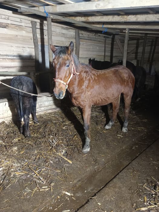 Vând sau schimb cal bun de ham