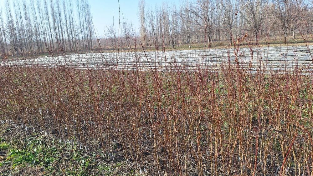 Мевали кучатлар бор, mevali ko'chat