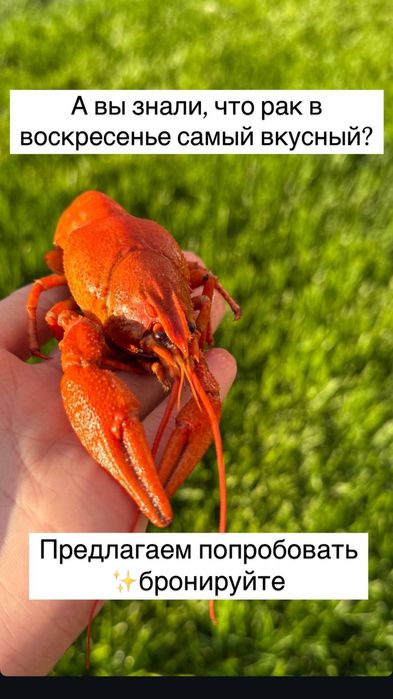 Раки живые и вареные