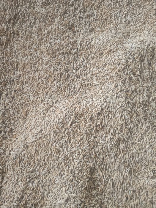 Orz de vanzare din anul 2025