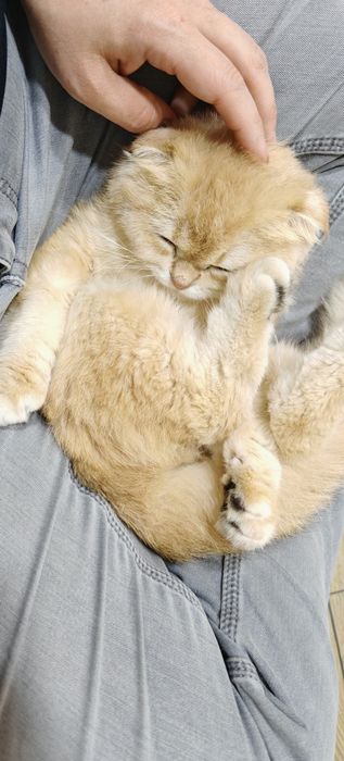 Золотая шиншилла фолд ny13