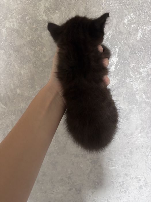 Отдам черных котят