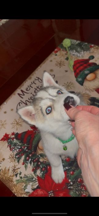 Серебристый голубоглазый мальчик хаски