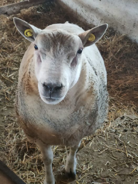 Vand berbec texel