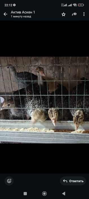 Индук балпаны сатылады бронзы 708